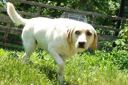 い チロ 7.5→9.6.7