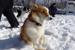 な　コムギ