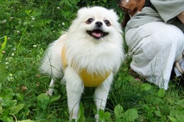 お あんず 新1歳