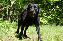 の　いちご　５・３１