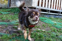 み　ベイリー　新１歳