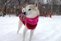 た　万次郎　１２・２９→１・２３