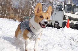 め　ウィル　１１・１６→１１・２８