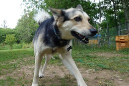 ふ　平蔵　8.3→8.2