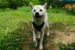 ま　うたまる　６・１９→６・２５