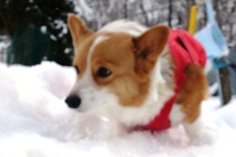 こ　リン