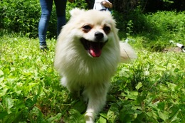 お こむぎ 新1歳