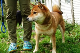 こ　みるく　9.6