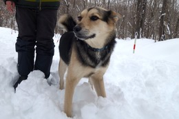 ふ　平蔵　２・１７→２・２１