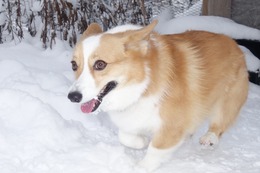 な　コムギ