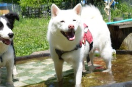 に　つらら