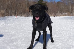 に　ブリンクリー　２・２５→２・２６