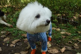 や　こたろう