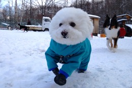 や　こたろう