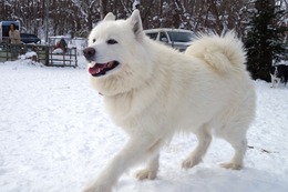む　まるこ