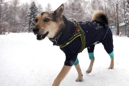 ふ　平蔵　１２・１５→２・１