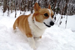 く　英