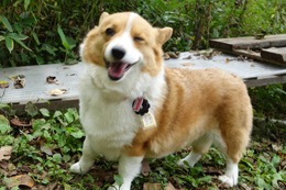 こ　リン