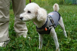 は たける