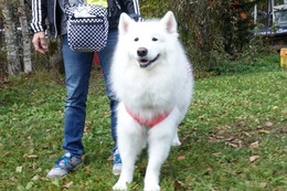 え　ニコル　新７歳