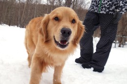 こ　ブルーノ　新１歳