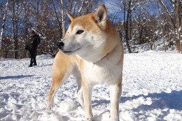 ほ　あずき