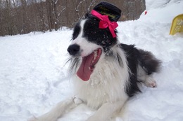 お ロキ 1歳誕生記念