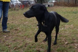 に ブリンクリー 11・11→11・18