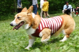 す　麦