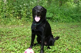 に　ブリンクリー7.22→7.29