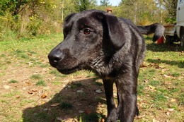 し ダイズ 10・14→11・18