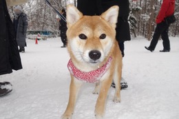 わ　きなこ