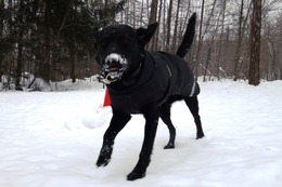 に　ブリンクリーくん