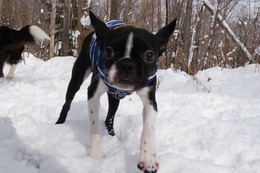 め　とん平　１１・１６→１１・２８