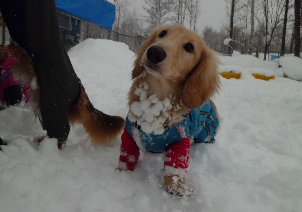 雪玉だらけ 1 8 犬と森林浴 大雪山麓のドッグラン日記 雪玉だらけ 1 8 犬と森林浴 大雪山麓のドッグラン日記