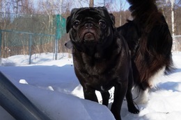 さ　ガブ　新2歳