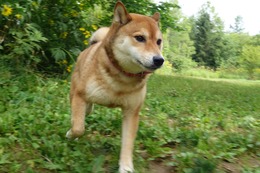 こ みるく