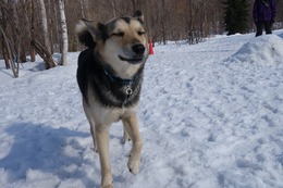 ふ 平蔵3.16→6.3