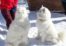 まるさぶなかよし