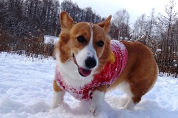 す　麦