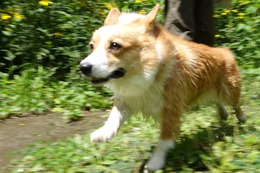 な コムギ