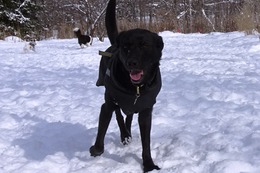 に　ブリンクリー　１・２１→２・２１