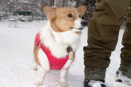 こ リン