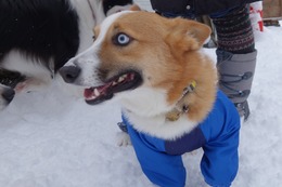 め　あおい