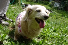 ふ　クー　6.21→7.4