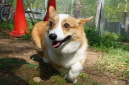 な コムギ