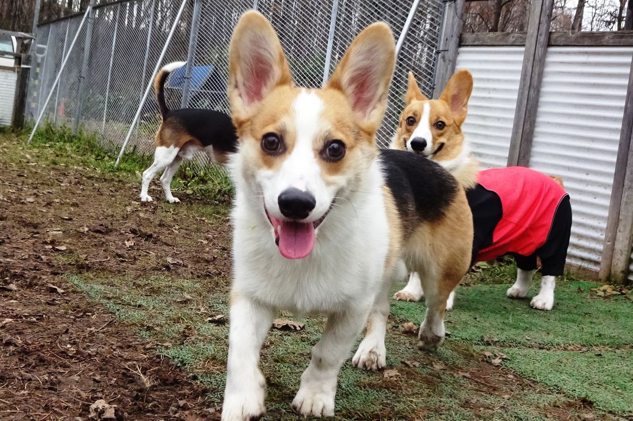 ダブルコーギーとビーグル 11 6 犬と森林浴 大雪山麓のドッグラン日記