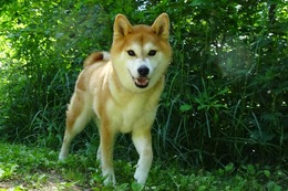 か　まろ　新5歳