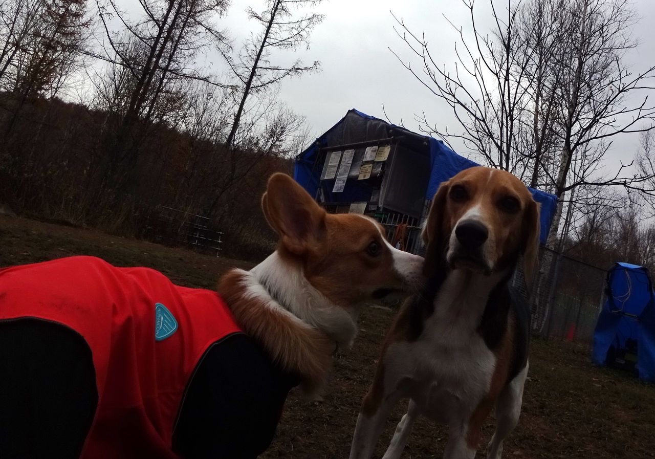 ダブルコーギーとビーグル 11 6 犬と森林浴 大雪山麓のドッグラン日記