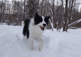 ころ雪玉